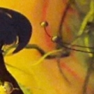 cropped-DSC_00121-150x150