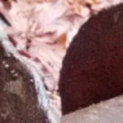 cropped-DSC_00551-150x150